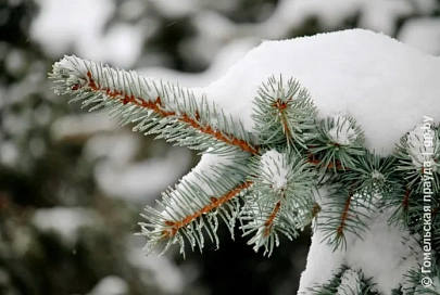 Дождь и до +6°C ожидается в Гомеле 20 декабря