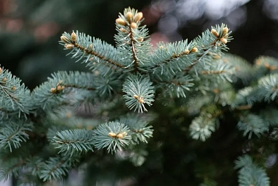 Осадки и до -2°C ночью ожидается в Гомеле 23 декабря