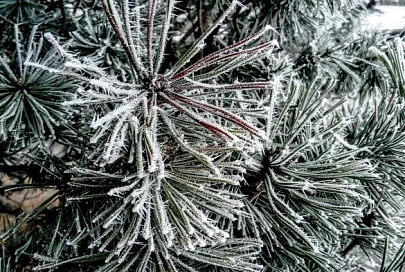Осадки и до +4°C ожидается в Гомеле 27 декабря