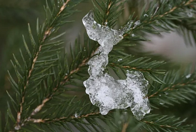 Порывистый ветер и до +5°C ожидается в Гомеле 31 декабря