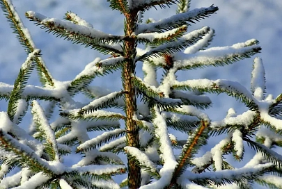 Мокрый снег и до -11°C ночью ожидается в Гомеле 5 января