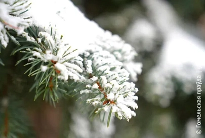Снег и до -8°C ночью ожидается в Гомеле 10 января