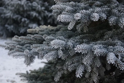 Снег и до -3°C ожидается в Гомеле 16 января