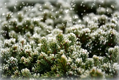 Мокрый снег и до +3°C ожидается в Гомеле 25 января