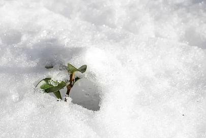 Осадки и до +5°C ожидается в Гомеле 5 февраля