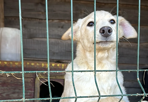 В канун Нового года гомельские таможенники передали угощения в приют для животных «Лапки»