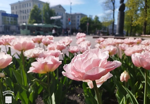 Клены, туи и березы: в Гомеле в Год благоустройства высадят 32 тысячи деревьев 