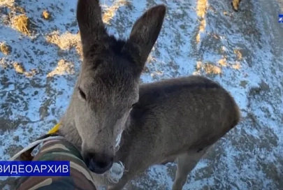 Житель Мозырского района подобрал в поле молодого олененка. В отношении мужчины завели уголовное дело 
