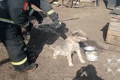 Спасатели оказали помощь собаке в Светлогорске