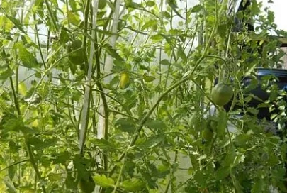 Ошибки садоводов и огородников в последний месяц лета
