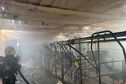 На пожаре в Рогачевском районе спасли 180 коров