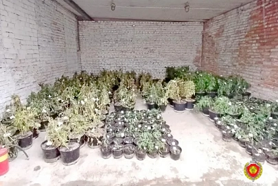 870 кустов конопли изъяли правоохранители у жителя Гомельского района