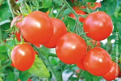 Ранние томаты с отличным вкусом: чем хороши сорта «Верочка» и «Интуиция»