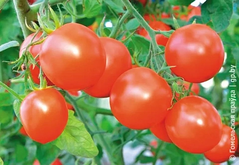 Ранние томаты с отличным вкусом: чем хороши сорта «Верочка» и «Интуиция»