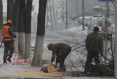 На Кирова и Волотовской пилят деревья