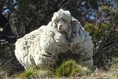 Беглую овцу постриг чемпион Австралии