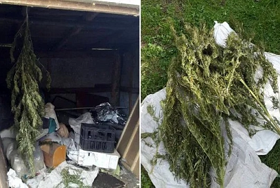 Житель Жлобинского района прятал в домашнем кресле марихуану