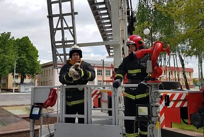 Минутка добра: ветковские спасатели помогли выпавшим из гнезда совятам
