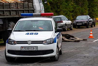 Под Светлогорском лось протаранил автомобиль: животное погибло, водитель не пострадал 
