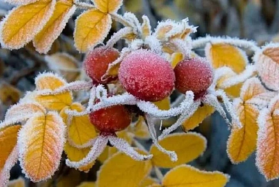 От -5°С ночью и до +6°С днем ожидается в Беларуси 31 октября