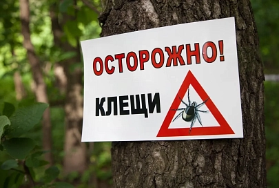 Посадить чабрец и шалфей. Как ещё уберечься от клещей