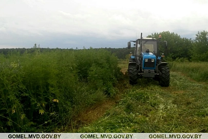 В Буда-Кошелёвском районе уничтожили полгектара конопли