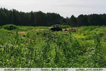 В Калинковичском районе уничтожено почти две тонны конопли