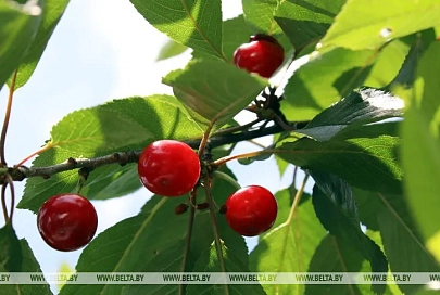 До +29°С ожидается в Беларуси 26 июля