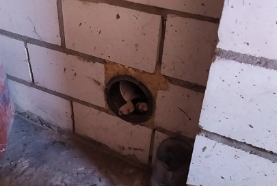 В Гомеле спасатели пришли на помощь чрезмерно любопытному коту