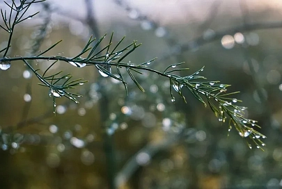2 ноября в Гомеле будет облачно и до +9°C 