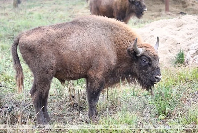 Репортаж о царственных зубрах-близнецах под Гомелем и их экзотических соседях