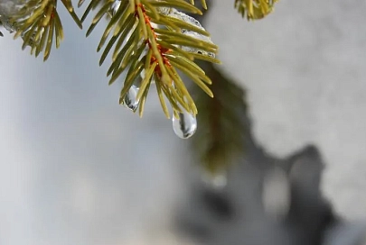 Дожди и до +7°C ожидаются в Гомеле 1 января