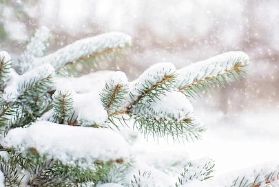 Снег и до -3°С ожидается в Гомеле 8 января