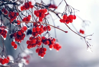 Облачно с прояснениями и до +1°C будет в Гомеле 21 января