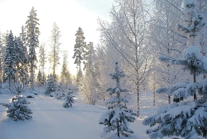 Облачно и до -8°С ночью ожидается в Гомеле 31 января