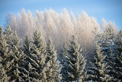 Без осадков и до -14°C будет в Гомеле 2 февраля