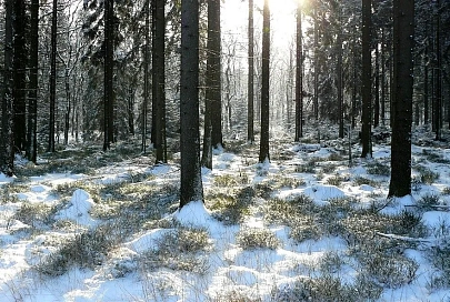 3 февраля в Гомеле будет без существенных осадков и до -9°C