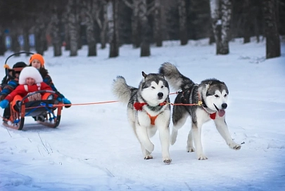 Собака не роскошь, а средство передвижения
