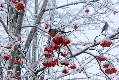 Туман, гололедица и до +8°C ожидается в Гомеле 25 февраля