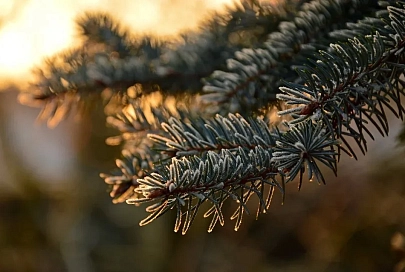 Гололедица и до +1°C ожидается в Гомеле 5 марта
