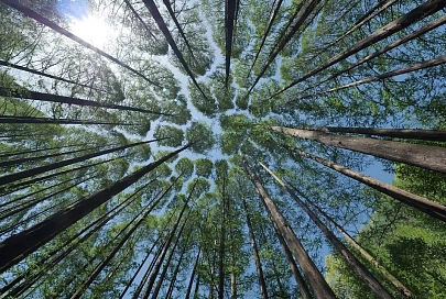 За последние 30 лет на планете уничтожено 420 млн гектаров леса