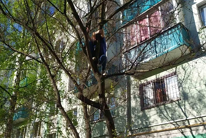 В Гомеле 12-летняя девочка залезла на дерево за мячом. Снимали ее уже спасатели