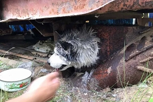В Светлогорском районе голова собаки застряла в металлической конструкции. Помогли спасатели