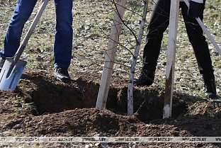 Вдоль дорог Гомельской области с начала 2020 года высадили более 5 тыс. деревьев и кустарников