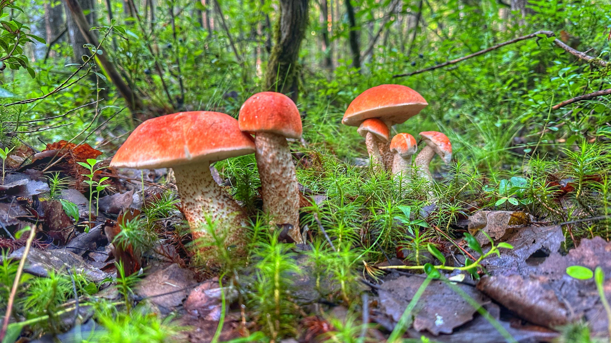 2d18c074b1f4748d9a7e532a33d54efd.jpg 2d18c074b1f4748d9a7e532a33d54efd.jpg